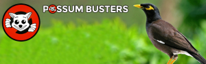 04-Possum-Busters-Possum-Bird-Removal-Slider