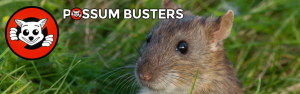 05-Possum-Busters-Possum-Removal-Rat-Removal-Slider