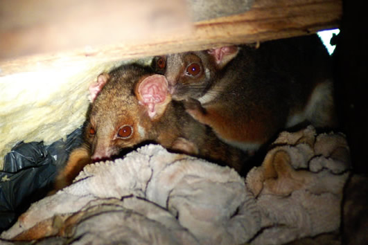 5 Signs You Have a Possum in Your Roof
