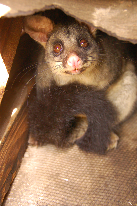 The Role of Possums in the Ecosystem