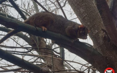 Possum Busters – The Safest Possum Removal Company in Australia