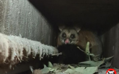 Possum removal in Sydney