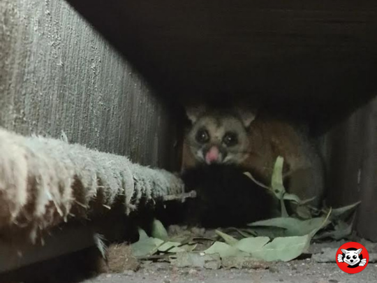 Possum removal in Sydney