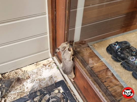 possum near door