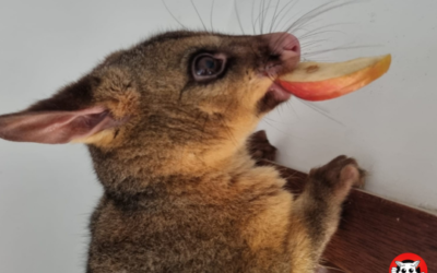 Roof Cavity Maintenance Essentials Beyond Possum Removal