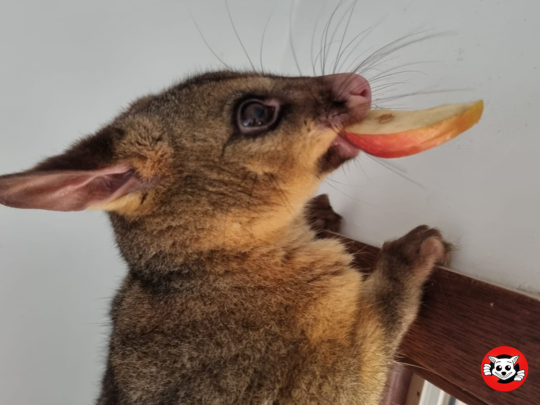 Roof Cavity Maintenance Essentials Beyond Possum Removal