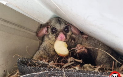 What Every Homeowner Should Know About Possum Removal