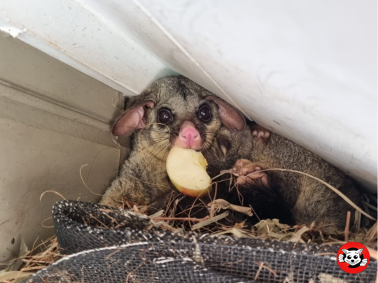 What Every Homeowner Should Know About Possum Removal