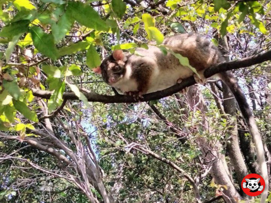 How to Keep Trees Healthy Without Attracting Possums