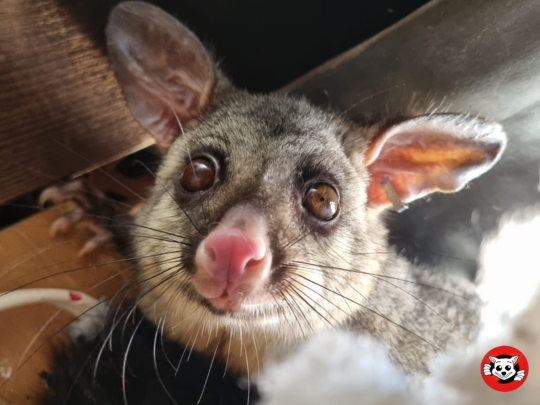 Why are Possums Protected in Australia