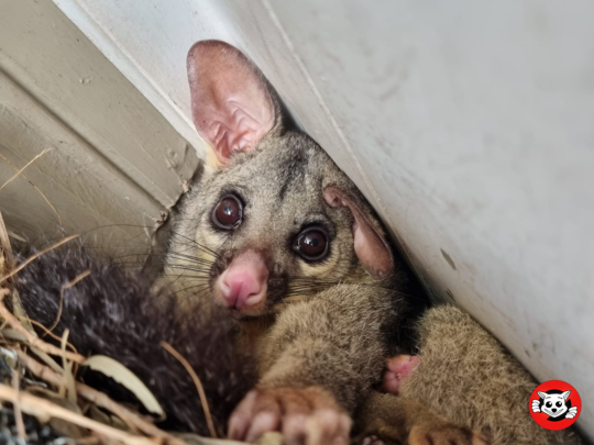 Possum in roof