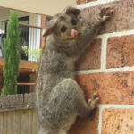 3 Ways Professional Possum Catchers in Sydney Can Help 3 Ways Professional Possum Catchers in Sydney Can Help