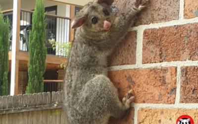 3 Ways Professional Possum Catchers in Sydney Can Help