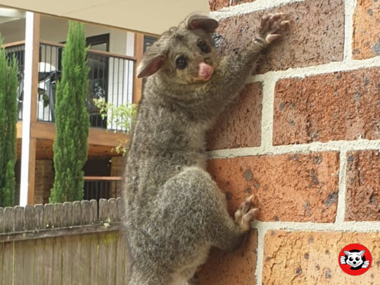 3 Ways Professional Possum Catchers in Sydney Can Help