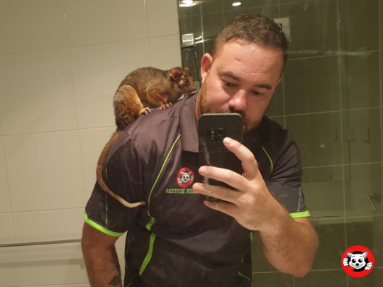 Possum On Shoulder