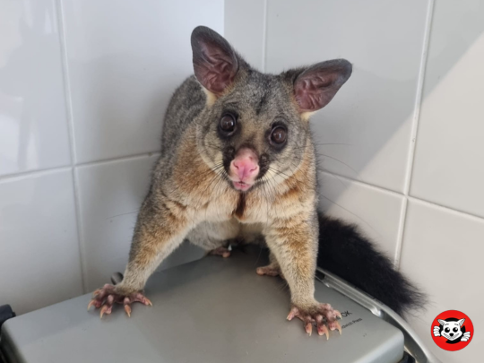 Possum on toaster