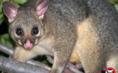 How Possum Relocation Helps Protect the Environment