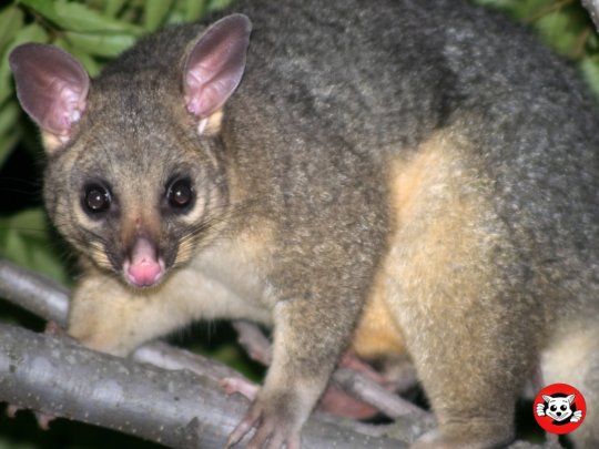 Possum Relocation