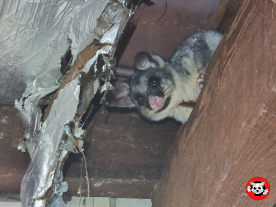 Possum in roof 1