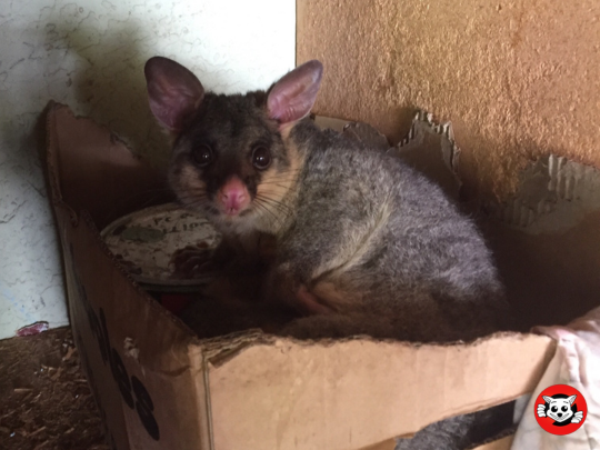 Possum Activity in Your Home After the Holiday Season