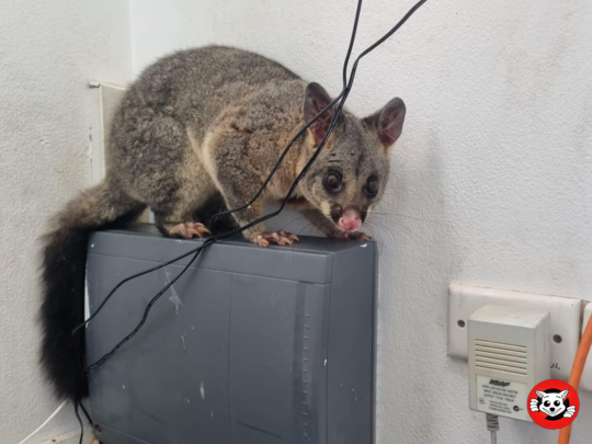 Common Myths About Possum Removal Debunked