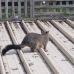 Possum-Proof Your Roof Before Autumn