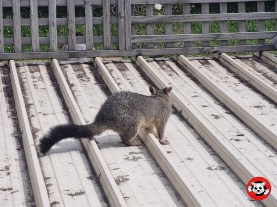 Possum-Proof Your Roof Before Autumn