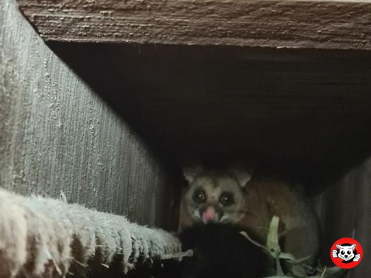 Do Noises in the Roof Always Mean Possums?