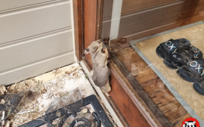 The Importance of Sealing Entry Points to Keep Wildlife Out