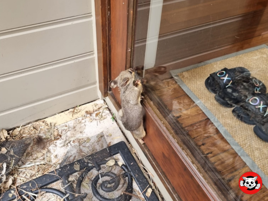 The Importance of Sealing Entry Points to Keep Wildlife Out