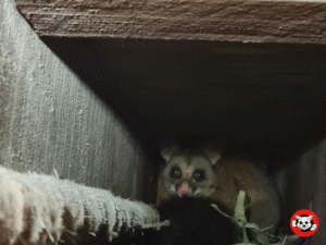 The Importance of Sealing Entry Points to Keep Wildlife Out