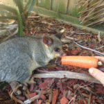 Are Possums Dangerous