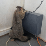 Top Questions Answered About Humane Possum Removal