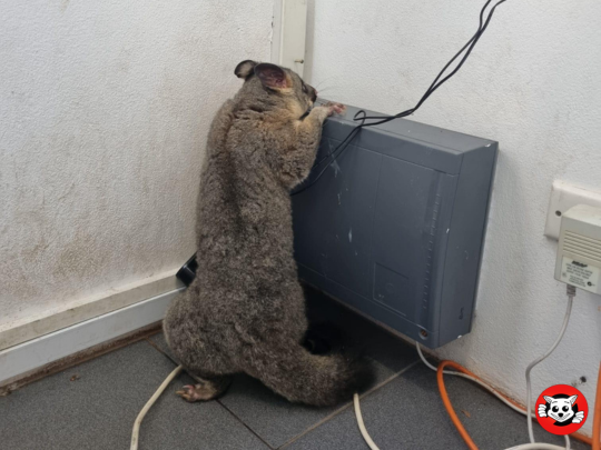 Top Questions Answered About Humane Possum Removal