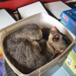 Why You Shouldn’t Ignore Early Signs of Possum Activity