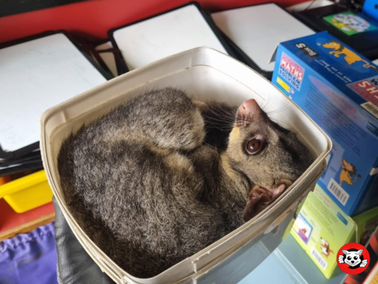Why You Shouldn’t Ignore Early Signs of Possum Activity