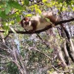Preparing Your Home for Spring Wildlife Activity