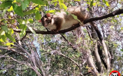 Preparing Your Home for Spring Wildlife Activity
