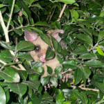 Why You Should Trust Professional Possum Removalists