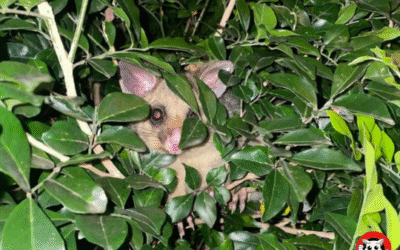 Why You Should Trust Professional Possum Removalists to Protect Your Home
