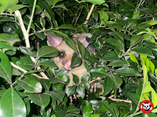 Why You Should Trust Professional Possum Removalists to Protect Your Home