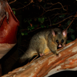 How to Choose the Right Possum Removal Service