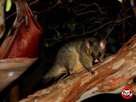 How to Choose the Right Possum Removal Service