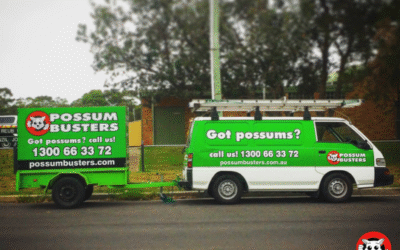 Do Any Providers Offer Free Quotes for Possum Removal?
