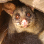 Is There a Possum Removal Service That Offers Eco-Friendly Solutions