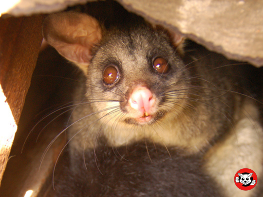 Is There a Possum Removal Service That Offers Eco-Friendly Solutions?