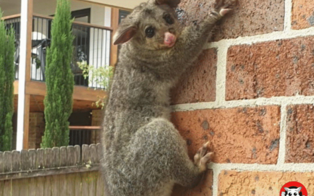 Preventative Possum-Proofing for Sutherland Shire Properties