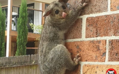 Preventative Possum-Proofing for Sutherland Shire Properties