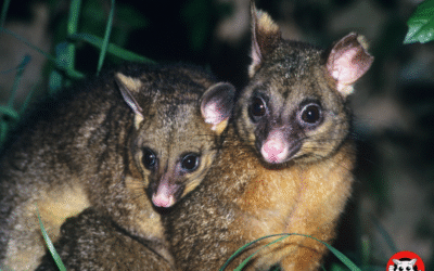 The Possum Relocation Process Explained