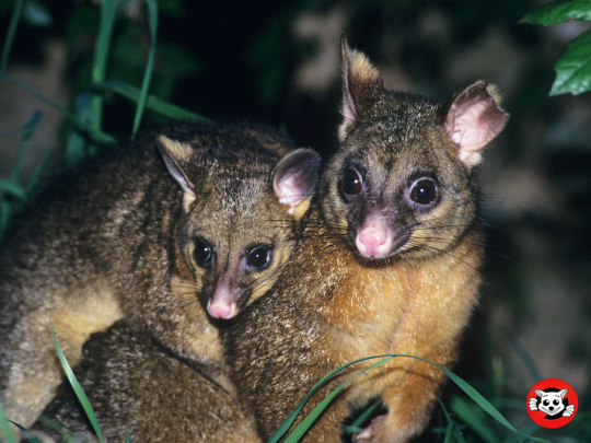 The Possum Relocation Process Explained The Possum Relocation Process Explained